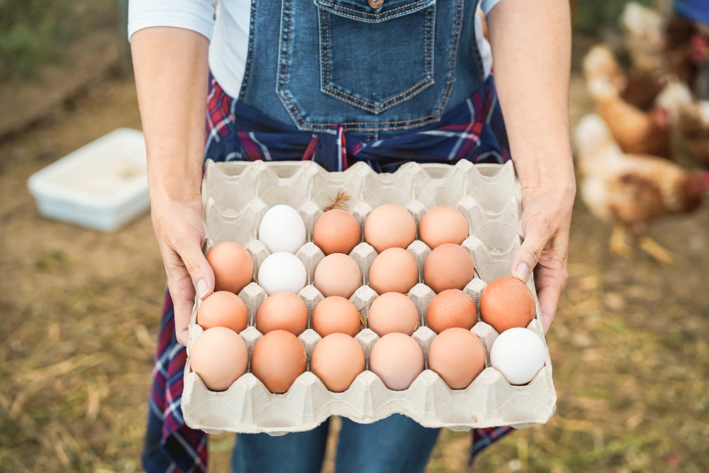 Jajka – Prosta Pasja Przemieniająca Się w Zysk
